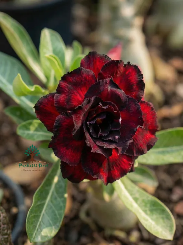 Elegant_Maroon_Rosey_Adenium_Live_Plant_for_Decorative_Gardening_–_PrakritiDost