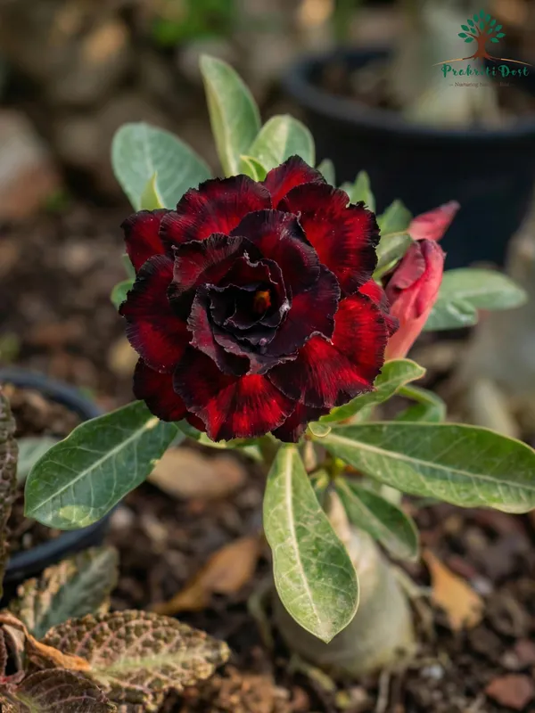 Elegant_Maroon_Rosey_Adenium_Live_Plant_for_Decorative_Gardening_–_PrakritiDost