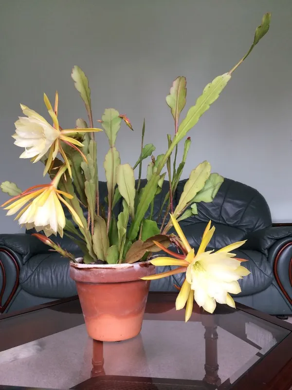 Yellow_Bramha_Kamal_White_Organic_Live_Plant_For_Gardening