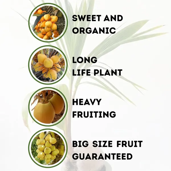 Coconut_Live_Plant_–_Fast_Growing_Tall_Variety_for_Home_Garden_and_Outdoor_Plantation