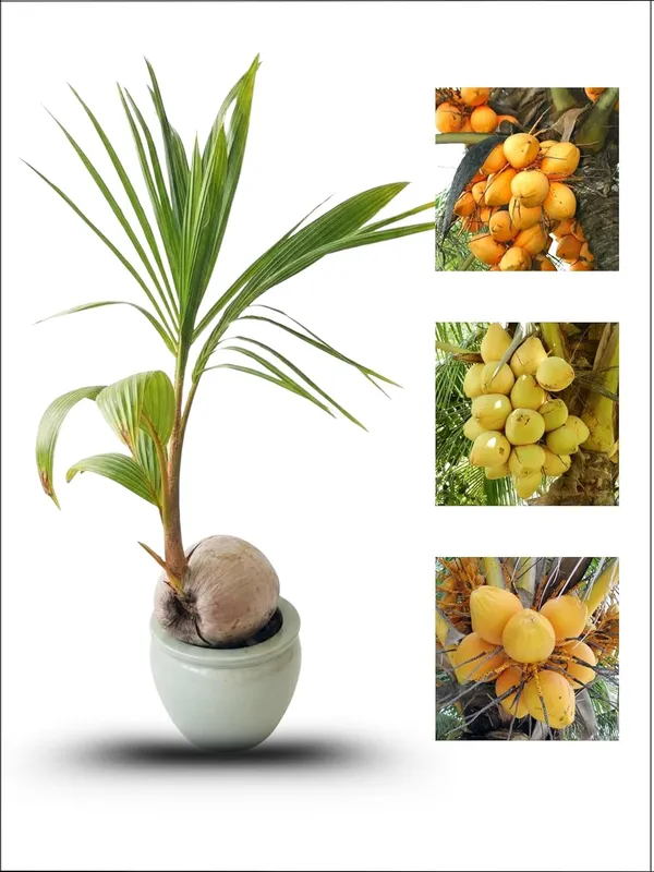 Coconut_Live_Plant_–_Fast_Growing_Tall_Variety_for_Home_Garden_and_Outdoor_Plantation