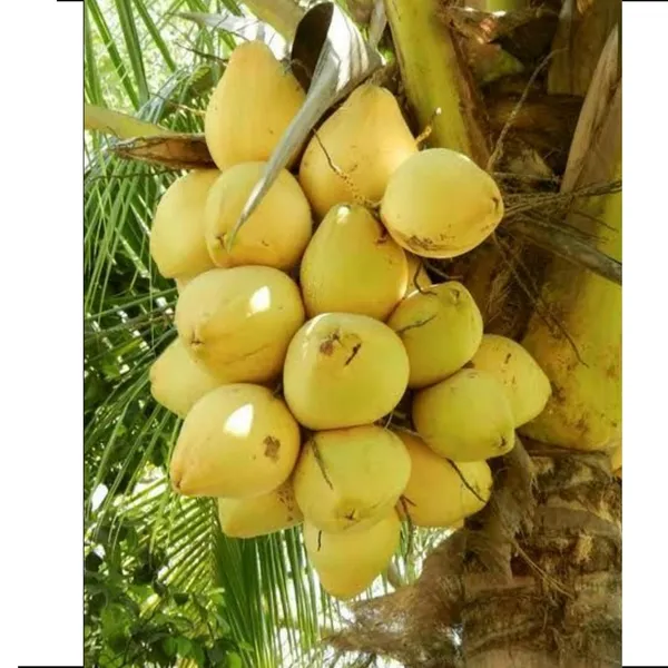 Coconut_Live_Plant_–_Fast_Growing_Tall_Variety_for_Home_Garden_and_Outdoor_Plantation