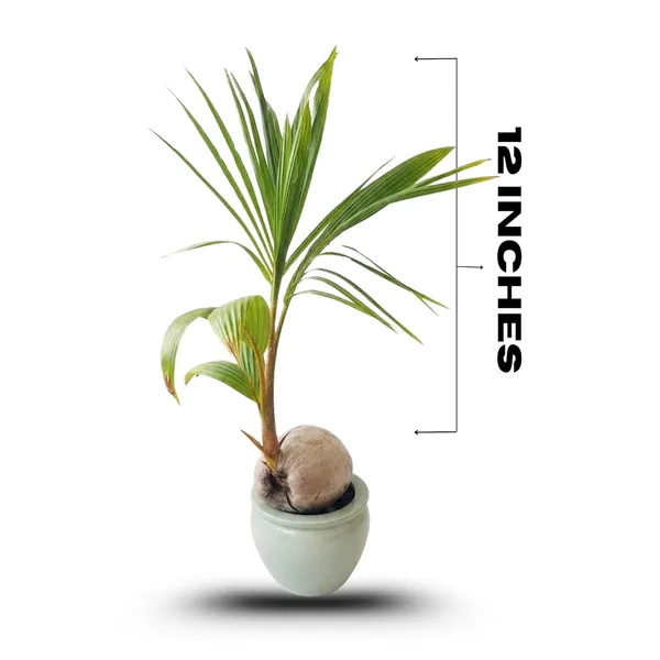 Coconut_Live_Plant_–_Fast_Growing_Tall_Variety_for_Home_Garden_and_Outdoor_Plantation
