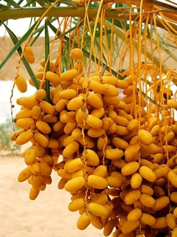 Date_Palm_Khejur_Fruit_Plant_–_Fast_Growing,_Long_Life_Outdoor_Variety_for_Home_and_Farm_Garden