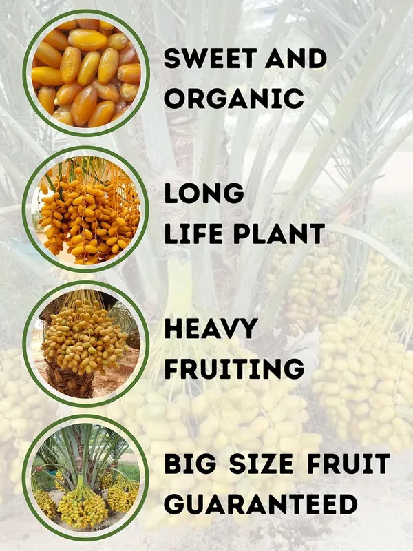 Date_Palm_Khejur_Fruit_Plant_–_Fast_Growing,_Long_Life_Outdoor_Variety_for_Home_and_Farm_Garden