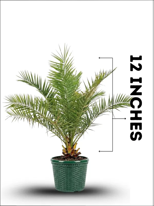 Date_Palm_Khejur_Fruit_Plant_–_Fast_Growing,_Long_Life_Outdoor_Variety_for_Home_and_Farm_Garden