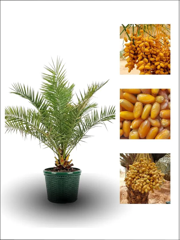 Date_Palm_Khejur_Fruit_Plant_–_Fast_Growing,_Long_Life_Outdoor_Variety_for_Home_and_Farm_Garden