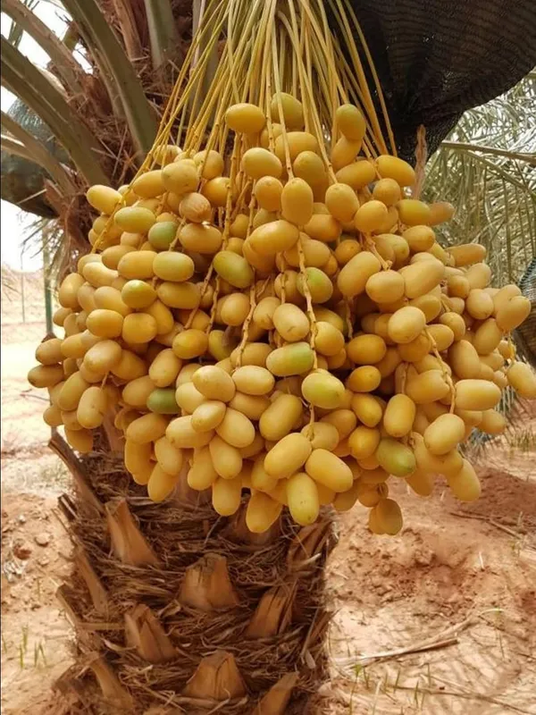 Date_Palm_Khejur_Fruit_Plant_–_Fast_Growing,_Long_Life_Outdoor_Variety_for_Home_and_Farm_Garden
