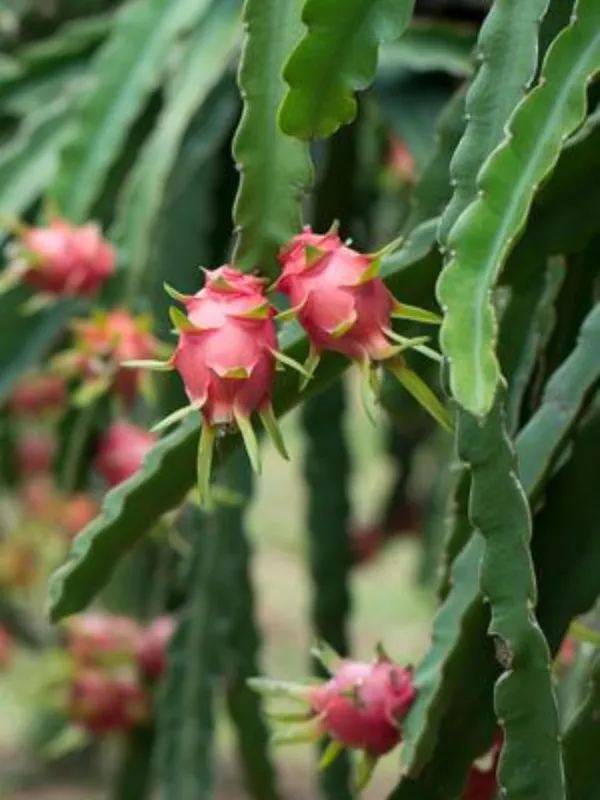 Dragon_Fruit_Live_Plant_–_Fast_Growing_Hybrid_Pitaya_Variety_for_Home_and_Outdoor_Garden