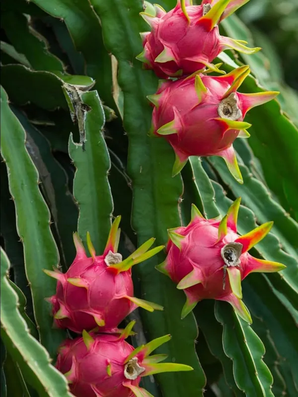Dragon_Fruit_Live_Plant_–_Fast_Growing_Hybrid_Pitaya_Variety_for_Home_and_Outdoor_Garden