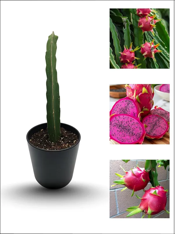 Dragon_Fruit_Live_Plant_–_Fast_Growing_Hybrid_Pitaya_Variety_for_Home_and_Outdoor_Garden