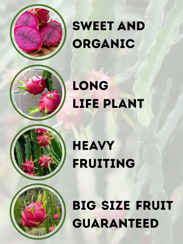Dragon_Fruit_Live_Plant_–_Fast_Growing_Hybrid_Pitaya_Variety_for_Home_and_Outdoor_Garden