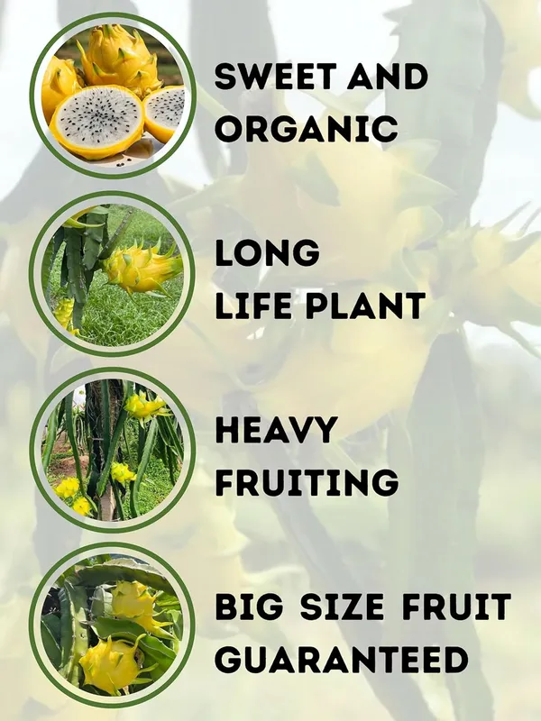 Yellow_Dragon_Fruit_Live_Plant_–_Sweet_Golden_Pitaya_Variety_for_Home_and_Outdoor_Garden
