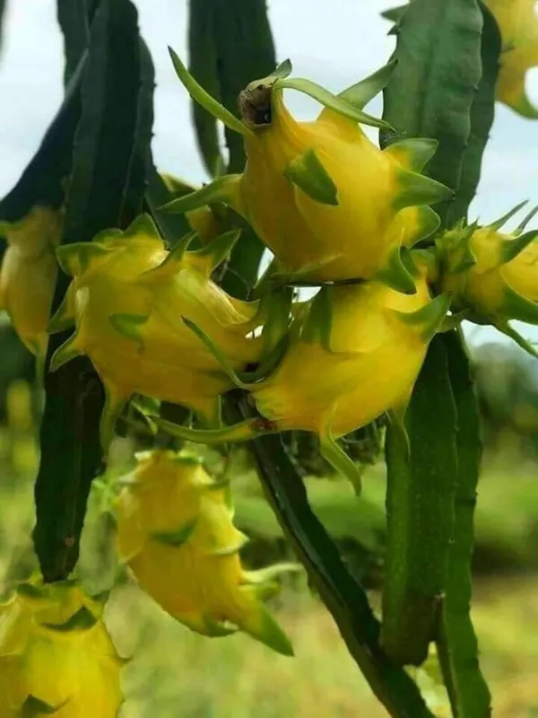 Yellow_Dragon_Fruit_Live_Plant_–_Sweet_Golden_Pitaya_Variety_for_Home_and_Outdoor_Garden