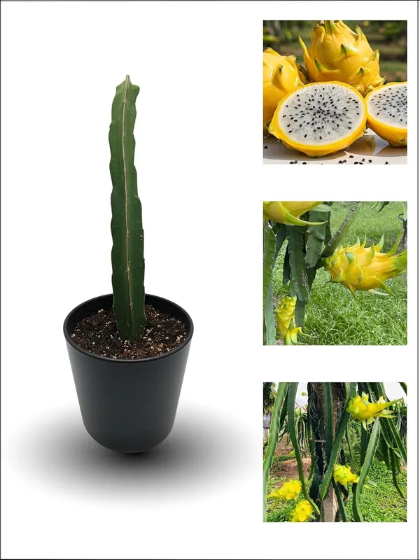 Yellow_Dragon_Fruit_Live_Plant_–_Sweet_Golden_Pitaya_Variety_for_Home_and_Outdoor_Garden