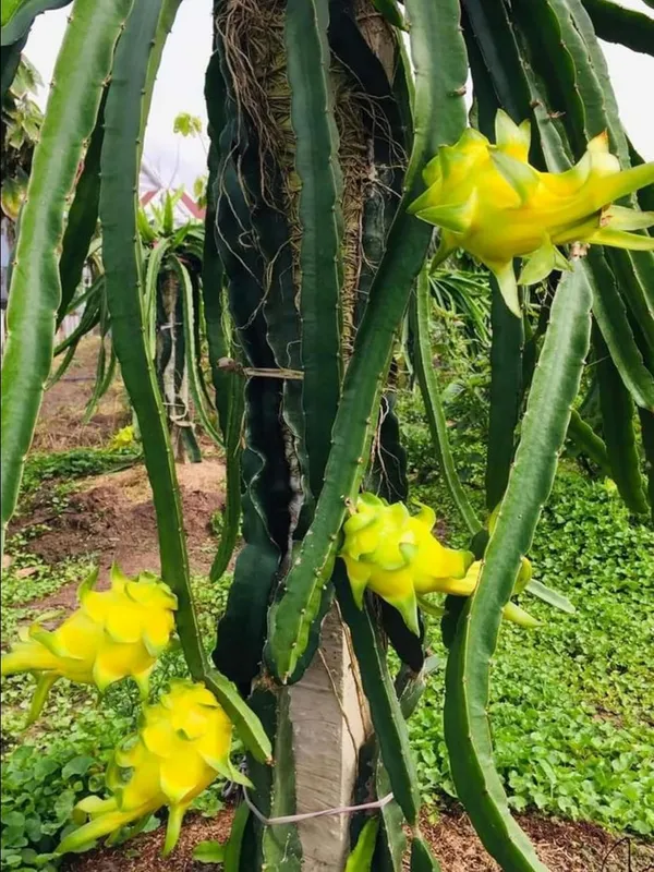Yellow_Dragon_Fruit_Live_Plant_–_Sweet_Golden_Pitaya_Variety_for_Home_and_Outdoor_Garden