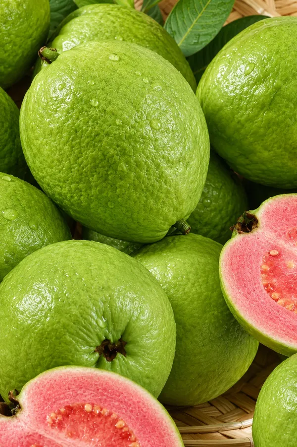Green_Inside_Red_Guava_Hybrid_and_Organic_Plant_by_PrakritiDost