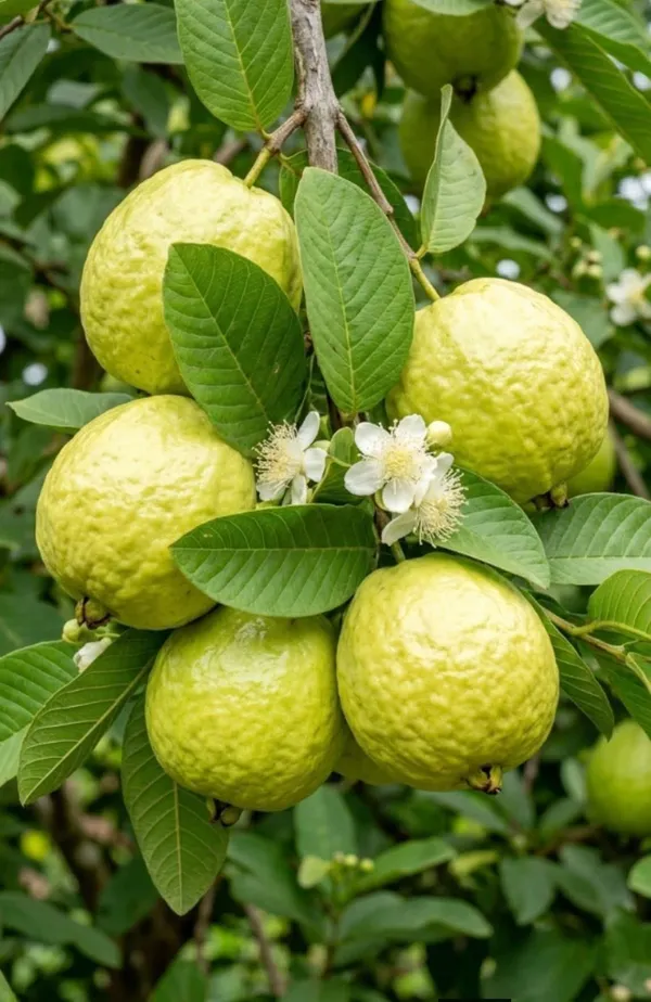 Green_Inside_Red_Guava_Hybrid_and_Organic_Plant_by_PrakritiDost