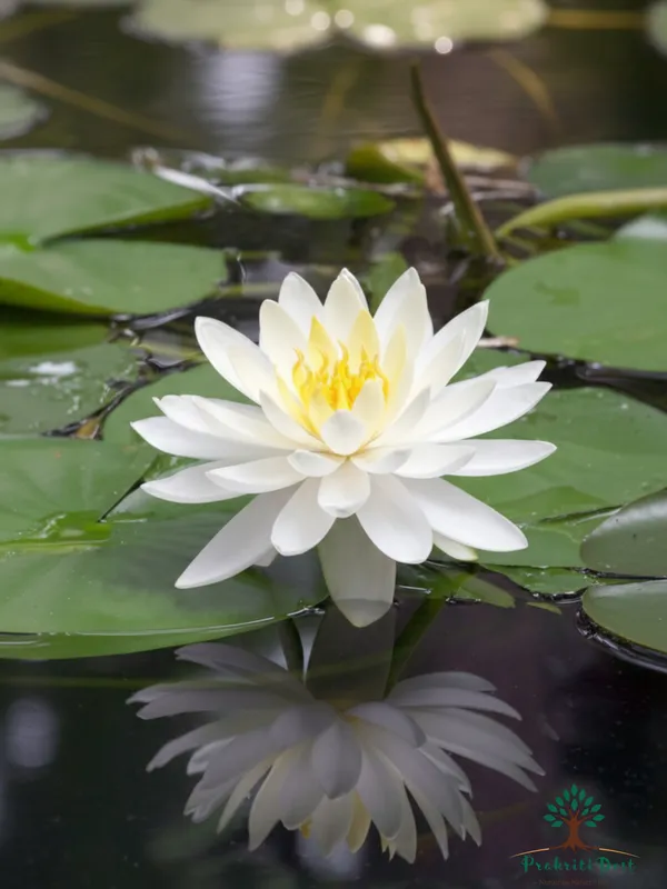 Elegant_White_Curious_Pearl_Lotus_Tuber_Plant_for_Water_Gardening_–_PrakritiDost