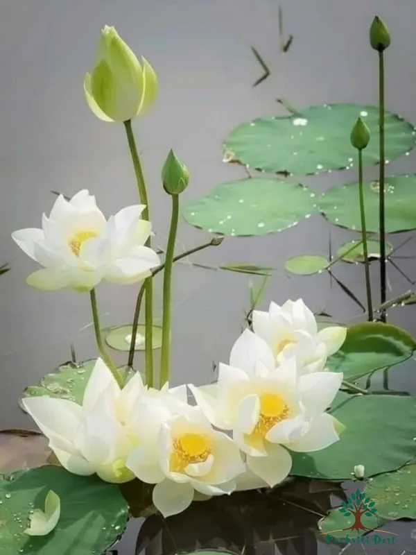 Elegant_White_Curious_Pearl_Lotus_Tuber_Plant_for_Water_Gardening_–_PrakritiDost