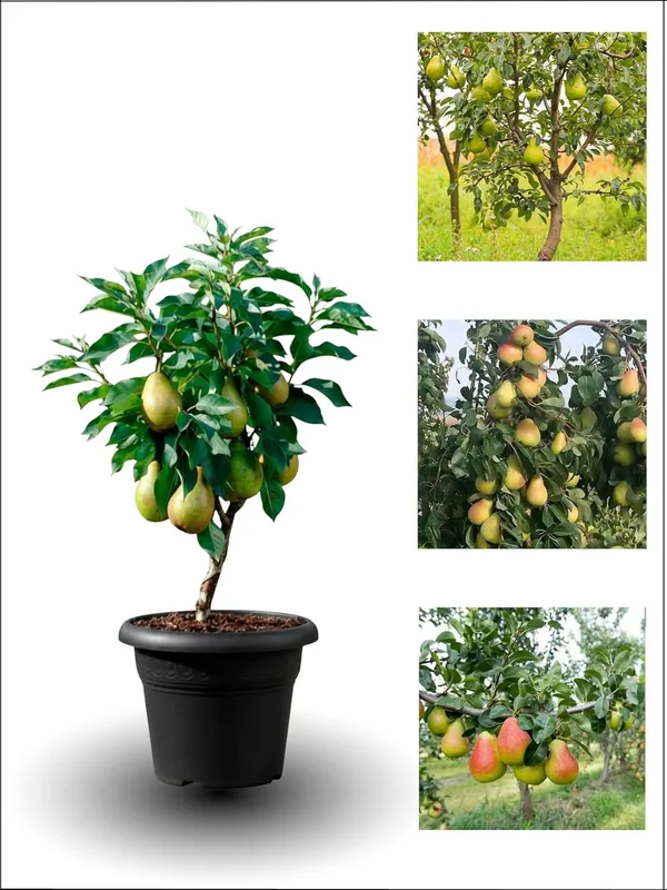 Pear_(Naspati)_Live_Fruit_Plant_–_Fast_Growing_Sweet_Pear_Variety_for_Home_&_Outdoor_Garden