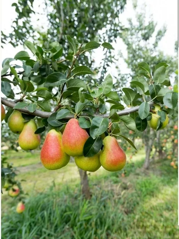 Pear_(Naspati)_Live_Fruit_Plant_–_Fast_Growing_Sweet_Pear_Variety_for_Home_&_Outdoor_Garden
