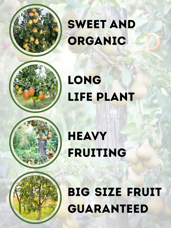 Pear_(Naspati)_Live_Fruit_Plant_–_Fast_Growing_Sweet_Pear_Variety_for_Home_&_Outdoor_Garden