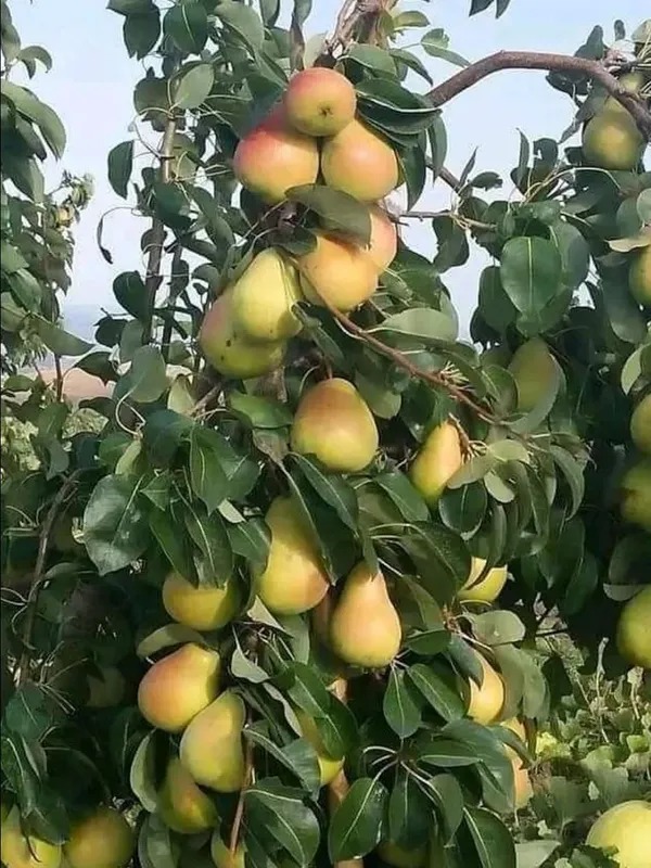 Pear_(Naspati)_Live_Fruit_Plant_–_Fast_Growing_Sweet_Pear_Variety_for_Home_&_Outdoor_Garden