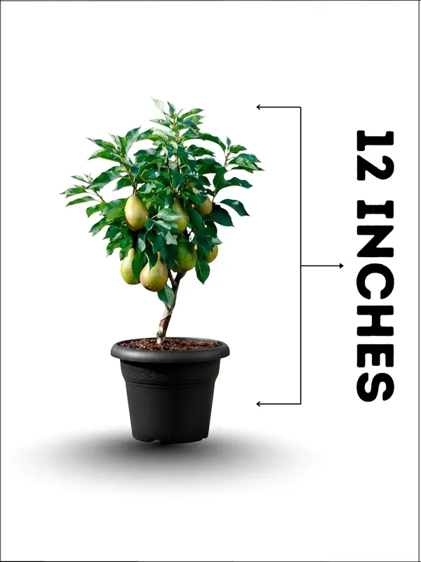 Pear_(Naspati)_Live_Fruit_Plant_–_Fast_Growing_Sweet_Pear_Variety_for_Home_&_Outdoor_Garden