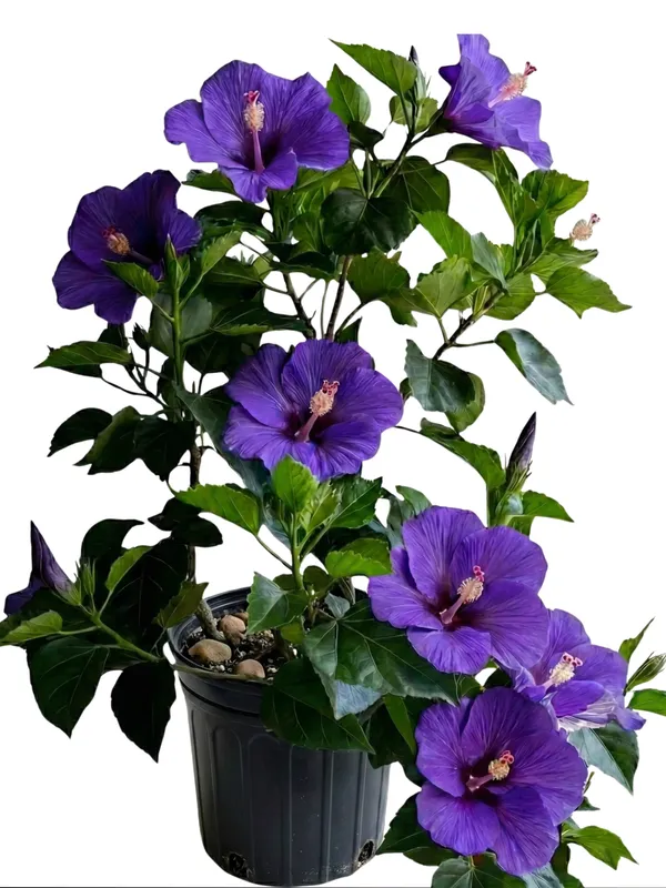 Blue_Hibiscus_Flowering_Shrub_with_Bright_Blue_Blossoms_for_Home_Decor,_Outdoor_Planting_&_Garden_Beautification