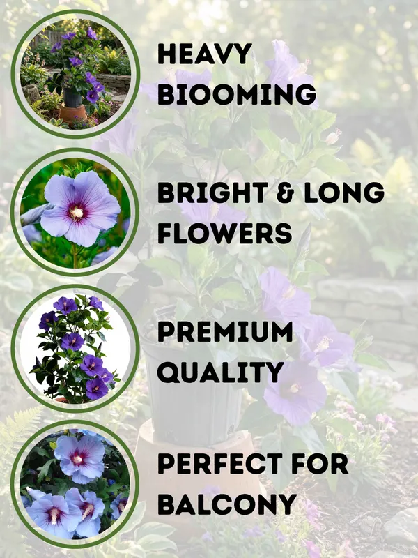 Blue_Hibiscus_Flowering_Shrub_with_Bright_Blue_Blossoms_for_Home_Decor,_Outdoor_Planting_&_Garden_Beautification