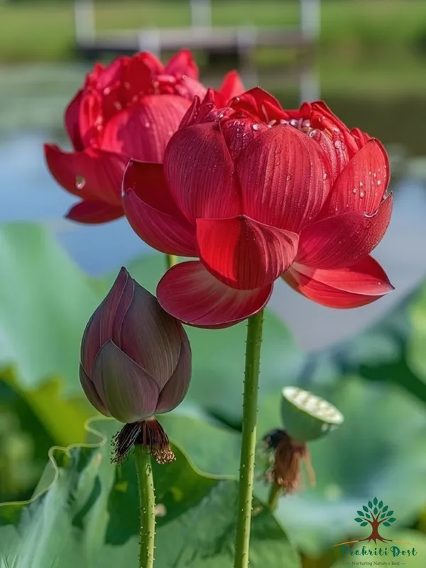 Lotus_Tuber_Plant_for_Water_Gardening_–_PrakritiDost