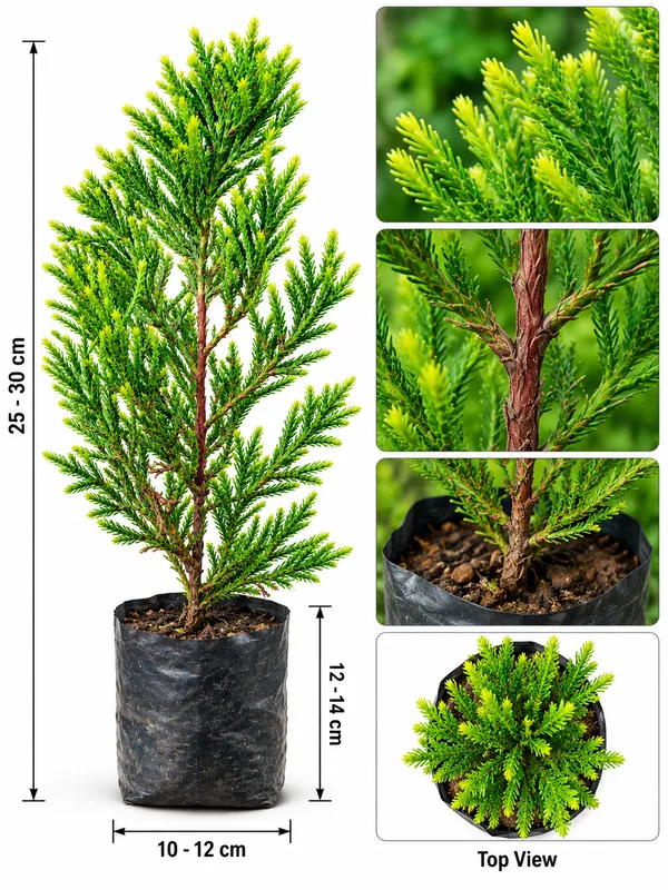 Golden_Green_Ornamental_Cypress_Plant_for_Home_Garden,_Balcony_&_Outdoor_Decoration_|_PrakritiDost