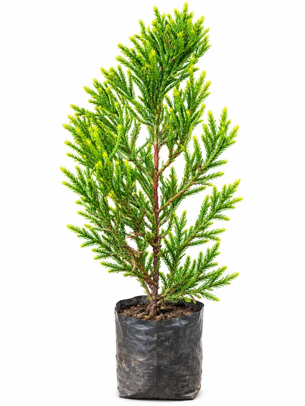Golden_Green_Ornamental_Cypress_Plant_for_Home_Garden,_Balcony_&_Outdoor_Decoration_|_PrakritiDost