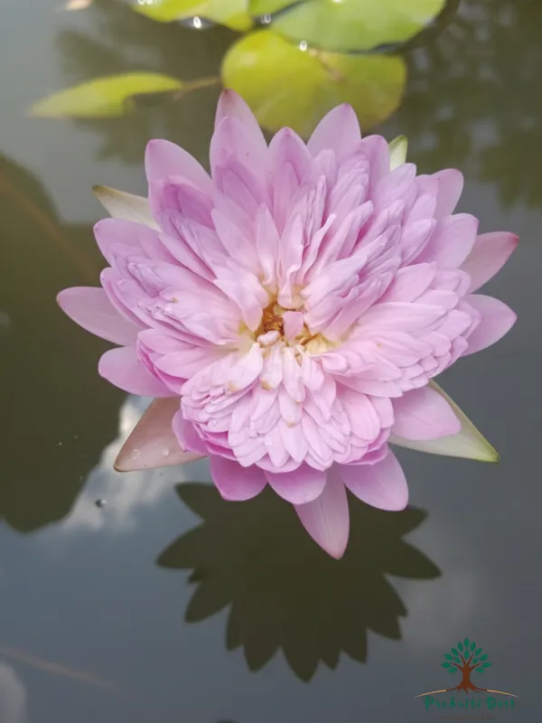 Elegant_pink_Champu_Patra_Water_Lotus_Tuber_Live_Plant_for_Water_Gardening_–_PrakritiDost