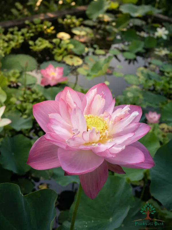 Elegant_pink_Champu_Patra_Water_Lotus_Tuber_Live_Plant_for_Water_Gardening_–_PrakritiDost