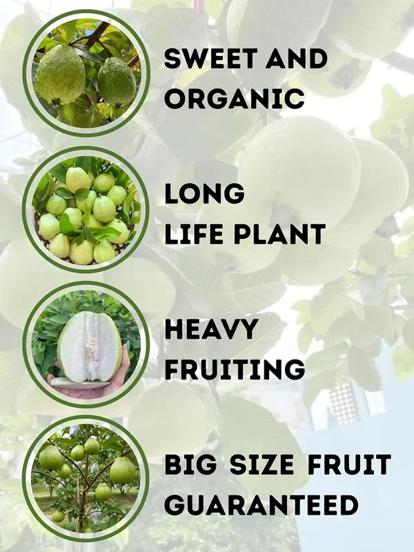 Guava_Fruit_Plant_–_Fast_Growing_Sweet_Peyara_Variety_for_Home_&_Outdoor_Garden