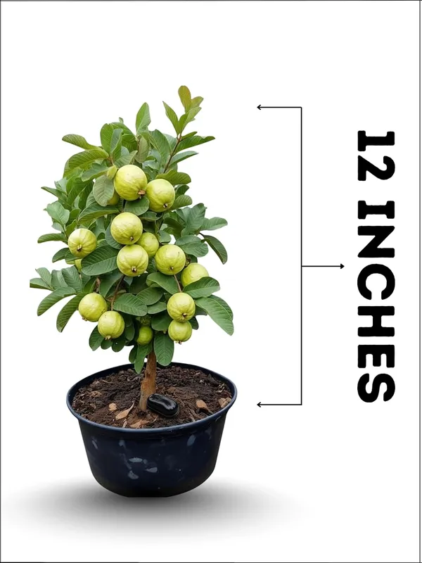 Guava_Fruit_Plant_–_Fast_Growing_Sweet_Peyara_Variety_for_Home_&_Outdoor_Garden