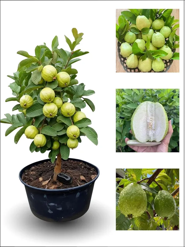 Guava_Fruit_Plant_–_Fast_Growing_Sweet_Peyara_Variety_for_Home_&_Outdoor_Garden