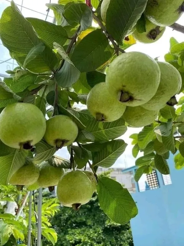 Guava_Fruit_Plant_–_Fast_Growing_Sweet_Peyara_Variety_for_Home_&_Outdoor_Garden