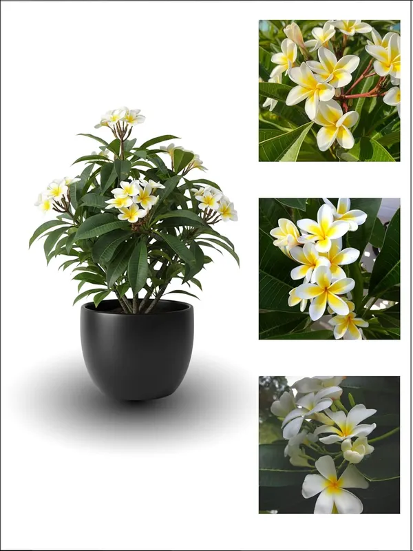 Thorn_Rose_(Kata_Golap)__Flower_Plant_–_Fragrant_Heavy-Blooming_Rose_Variety_for_Home_&_Outdoor_Garden_(Yellow)
