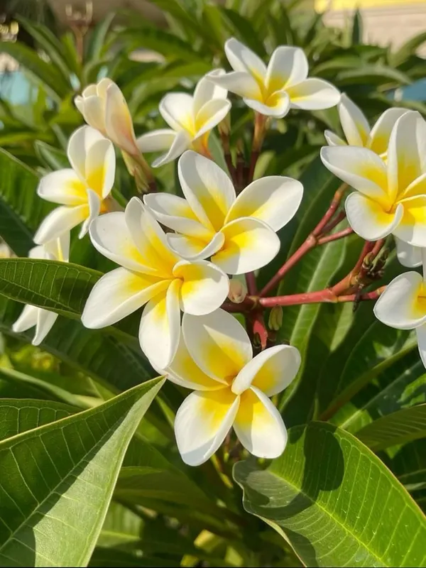 Thorn_Rose_(Kata_Golap)__Flower_Plant_–_Fragrant_Heavy-Blooming_Rose_Variety_for_Home_&_Outdoor_Garden_(Yellow)