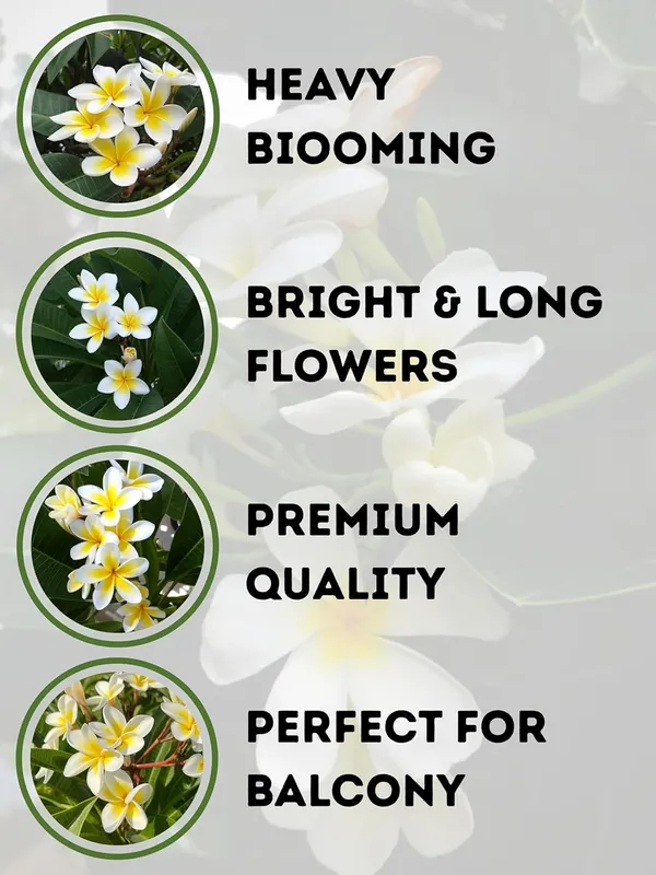 Thorn_Rose_(Kata_Golap)__Flower_Plant_–_Fragrant_Heavy-Blooming_Rose_Variety_for_Home_&_Outdoor_Garden_(Yellow)
