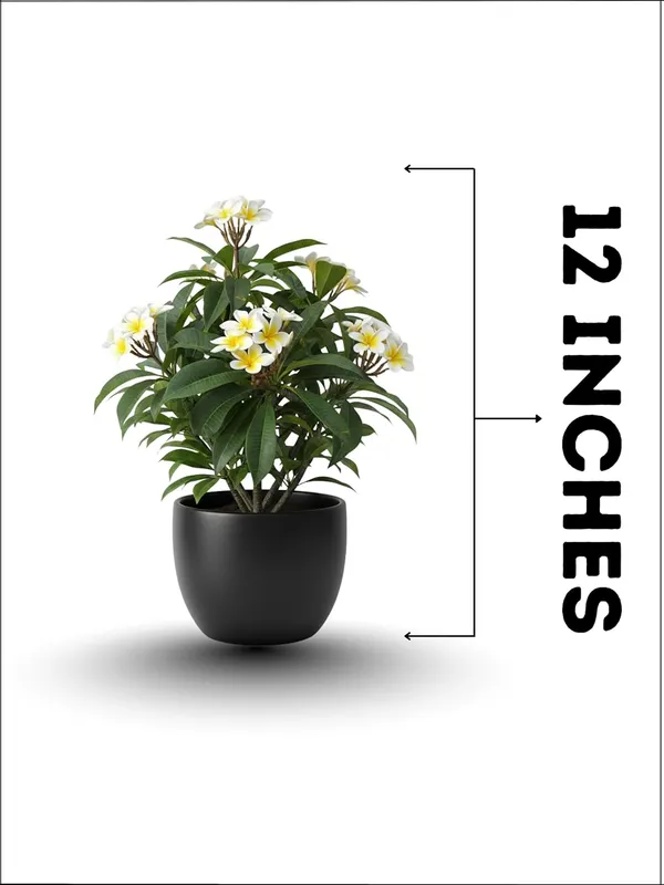 Thorn_Rose_(Kata_Golap)__Flower_Plant_–_Fragrant_Heavy-Blooming_Rose_Variety_for_Home_&_Outdoor_Garden_(Yellow)