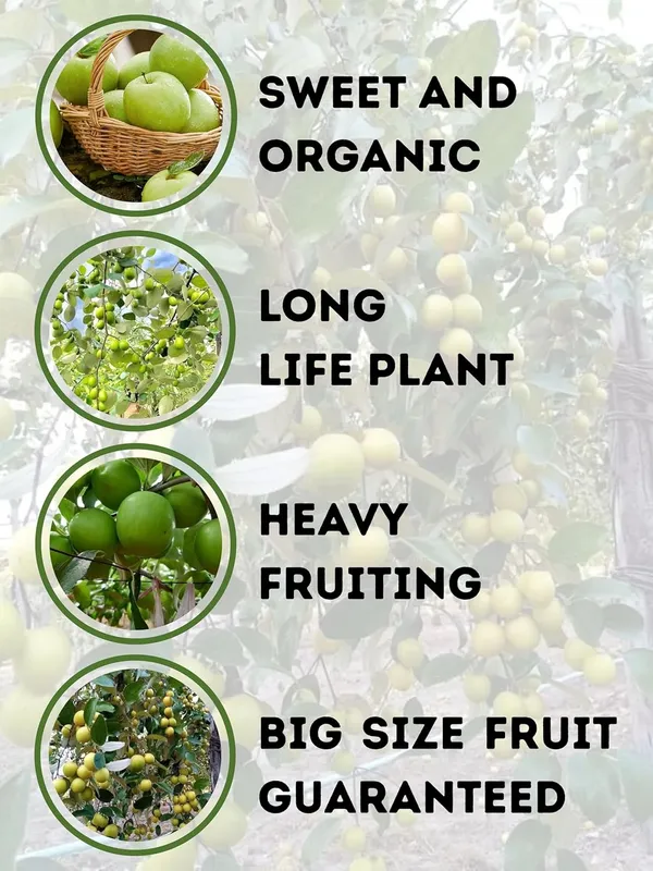 Kul_(Ber)_Live_Fruit_Plant_–_Fast_Growing_Sweet_Indian_Jujube_Variety_for_Home_and_Outdoor_Garden