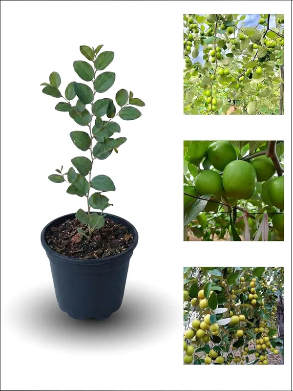 Kul_(Ber)_Live_Fruit_Plant_–_Fast_Growing_Sweet_Indian_Jujube_Variety_for_Home_and_Outdoor_Garden