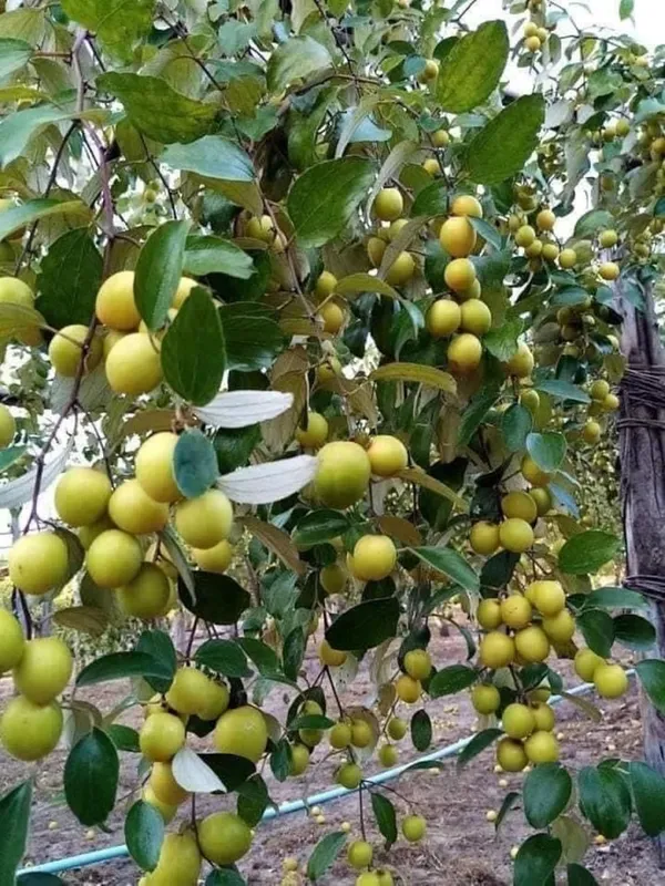 Kul_(Ber)_Live_Fruit_Plant_–_Fast_Growing_Sweet_Indian_Jujube_Variety_for_Home_and_Outdoor_Garden