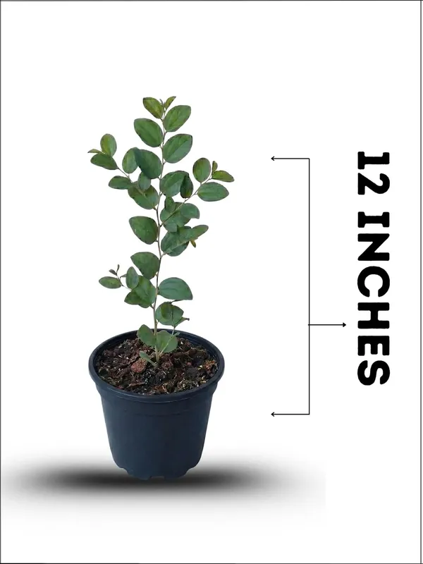 Kul_(Ber)_Live_Fruit_Plant_–_Fast_Growing_Sweet_Indian_Jujube_Variety_for_Home_and_Outdoor_Garden