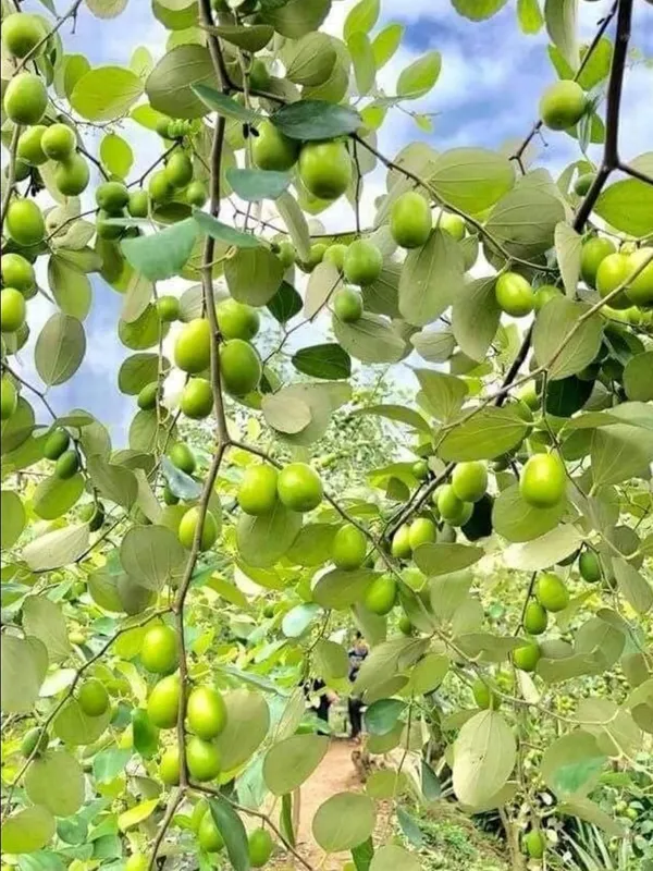 Kul_(Ber)_Live_Fruit_Plant_–_Fast_Growing_Sweet_Indian_Jujube_Variety_for_Home_and_Outdoor_Garden