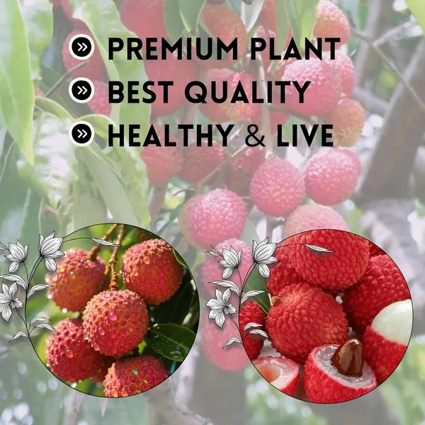 Hybrid_Litchi__Fruit_Fast_Growing_Heavy_Fruiting_Variety_for_Home_and_Outdoor_Garden